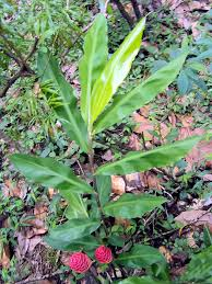 <p>Pinecone Lily, Shampoo Ginger</p>