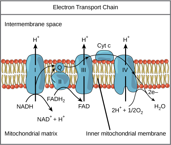 <ul><li><p><span style="background-color: transparent;"><strong><span>Electron Transport Chain</span></strong></span></p></li></ul><p><span style="background-color: transparent;"><span>protein complexes and molecules embedded in a membrane</span></span></p><p></p>