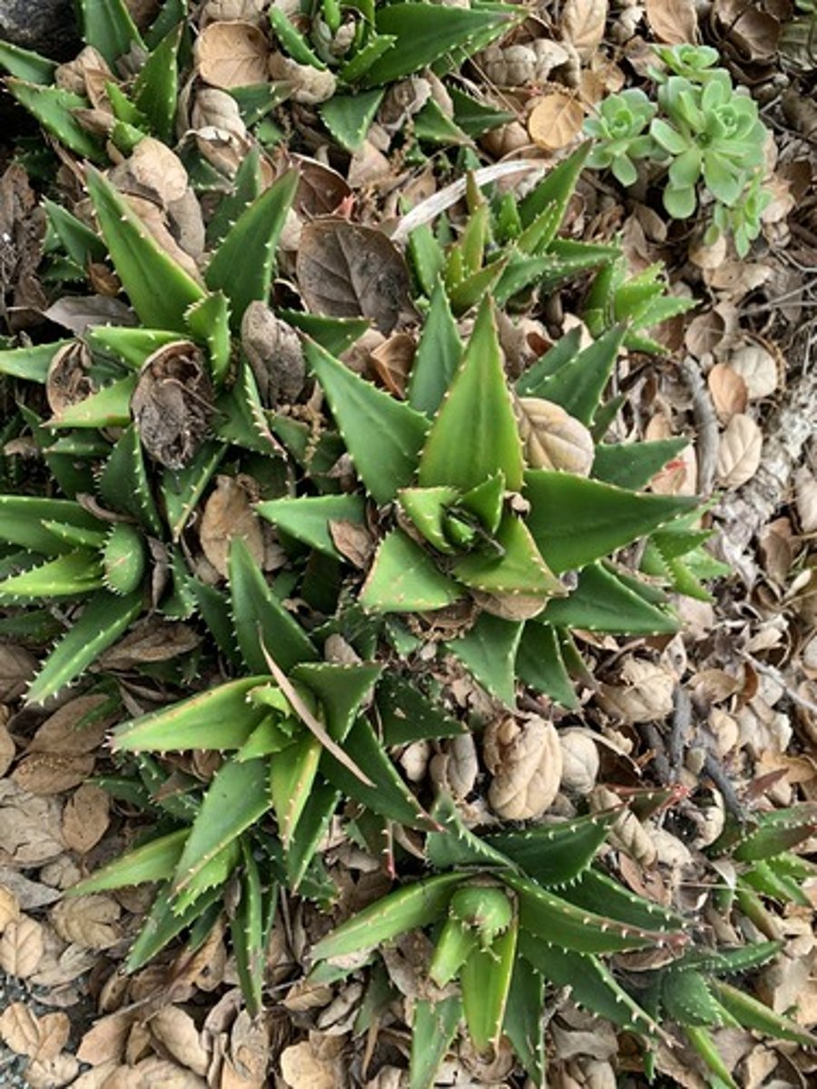 <p>Small succulent like, rosette structure, clustered growth and has golden yellow hues on edges and spines, Spines feel like soft plastic (Not sharp)</p>