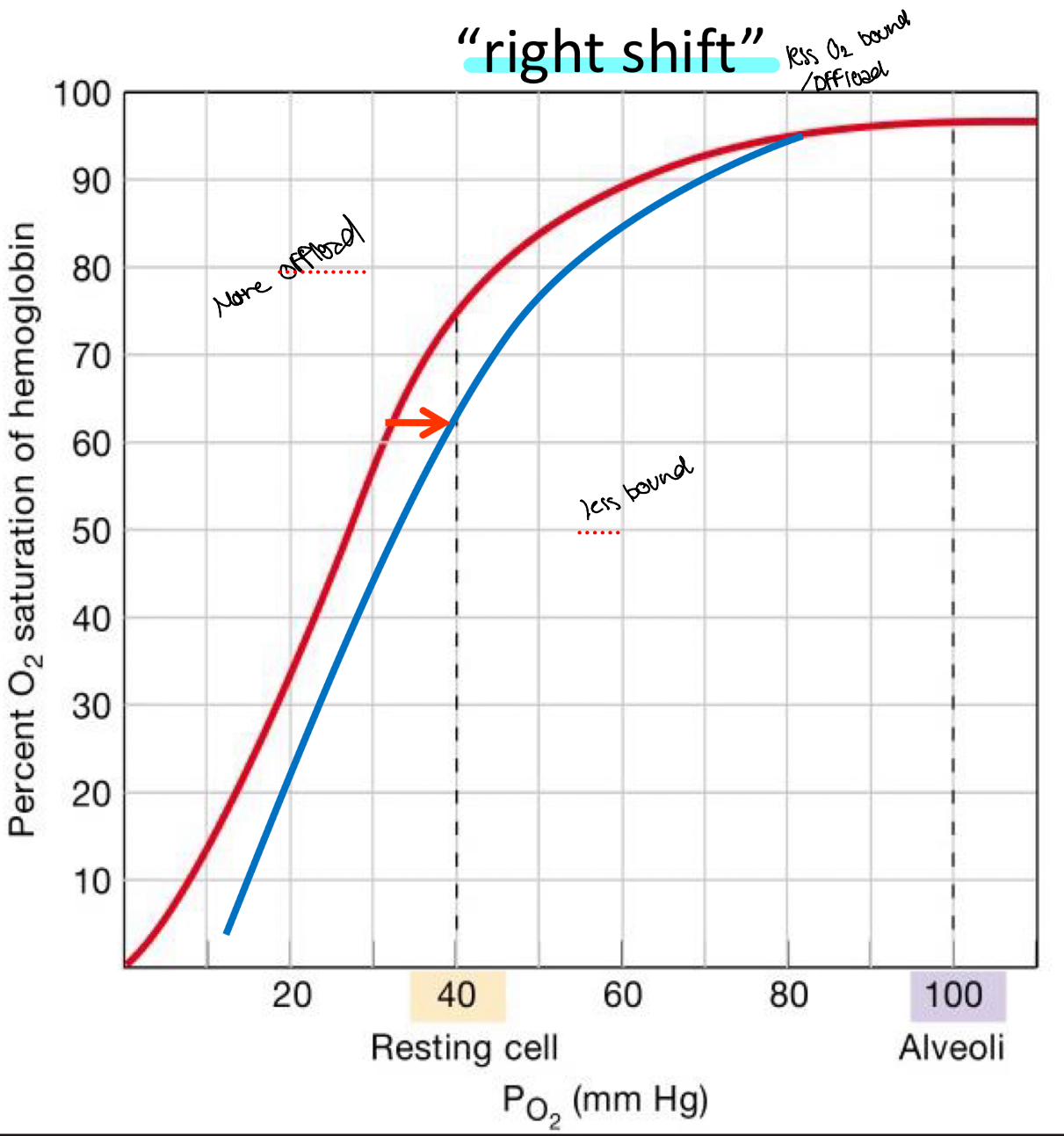 <p>Offload o2</p><p>You want less affinity to O2 when in a metabolically demanding state so you can unload more O2</p><p>↑ Metabolic byproducts</p><p>- ↑ CO2 (a byproduct of cellular respiration)</p><p>- ↓ pH (H+ is byproduct of CO2 breakdown)</p><p>- ↑ Temperature (a byproduct of muscle movement)</p><p>- ↑ 2,3 BPG (a byproduct of metabolism)</p>