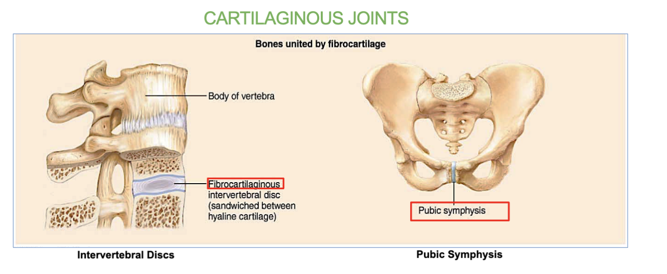 <p><strong>intervertebral discs</strong> (between the vertebrae in the spine)</p><p><br><strong>Symphysis pubis</strong> (joint located between the <strong>left and right pubic bones</strong> at the front of the pelvis)<br><u><br>allows for limited movement</u></p>