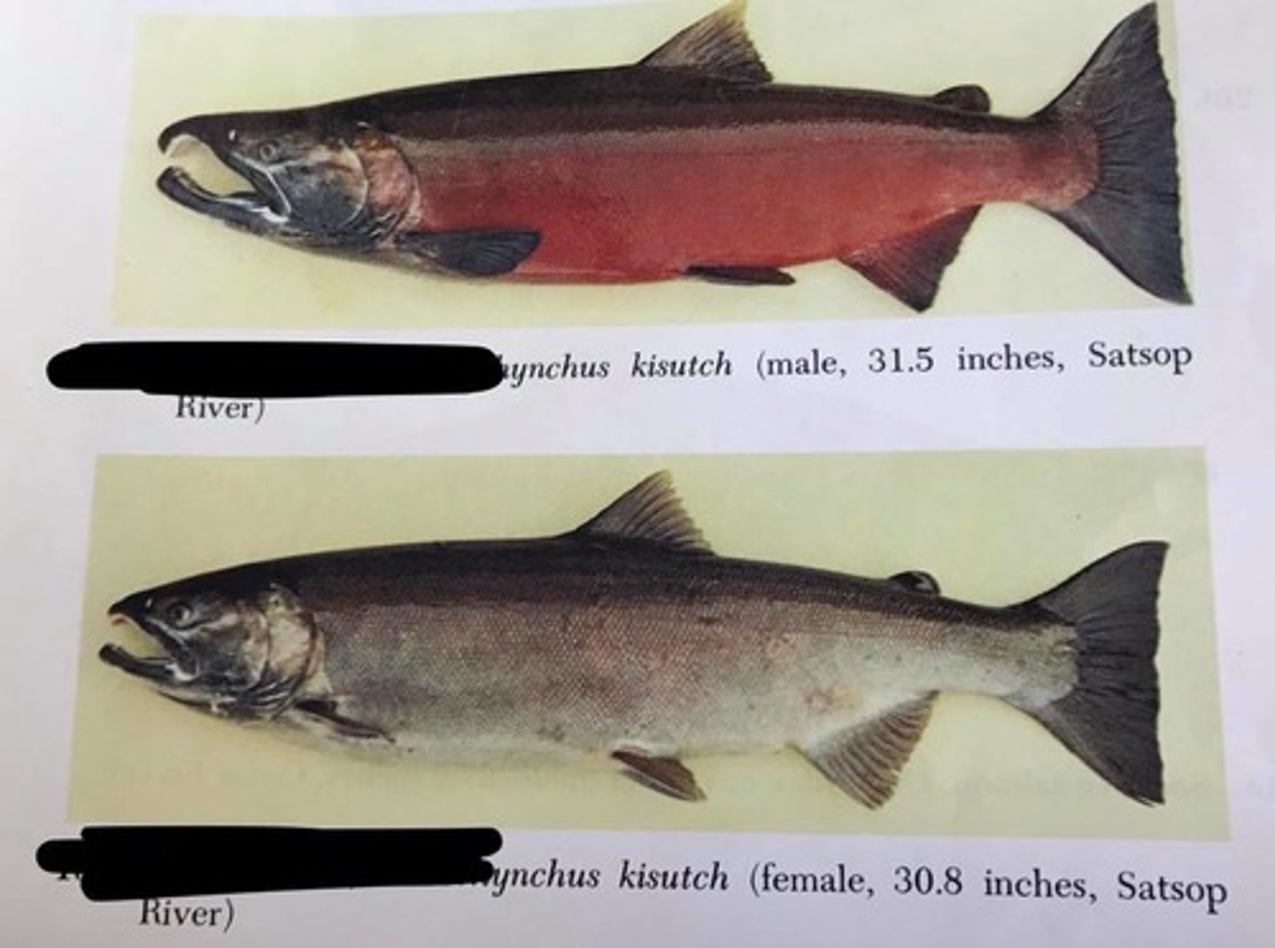 <p>Coho salmon</p><p>-white gums</p>