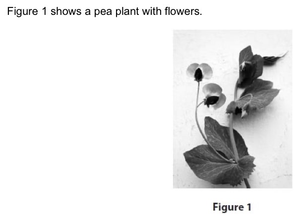 <p>Name the type of reproduction involving flowers.</p>