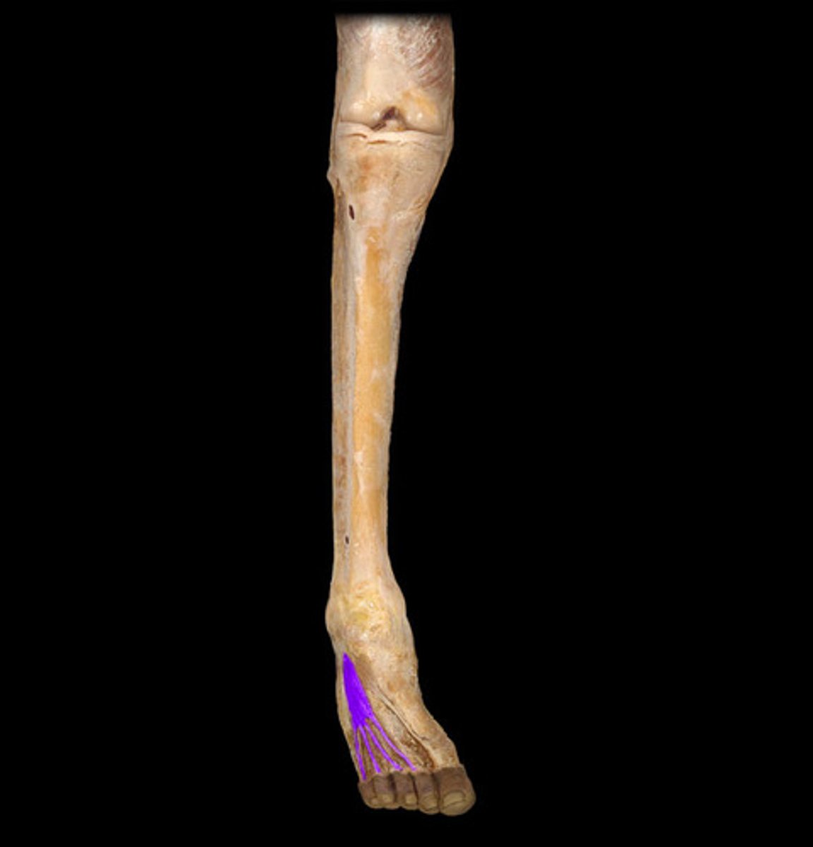 <p>Origin: dorsal surface of calcaneus</p><p>Insertion: middle phalanges of digits 2-4</p><p>Action: extends digits 2-4</p><p>N: deep fibular</p>