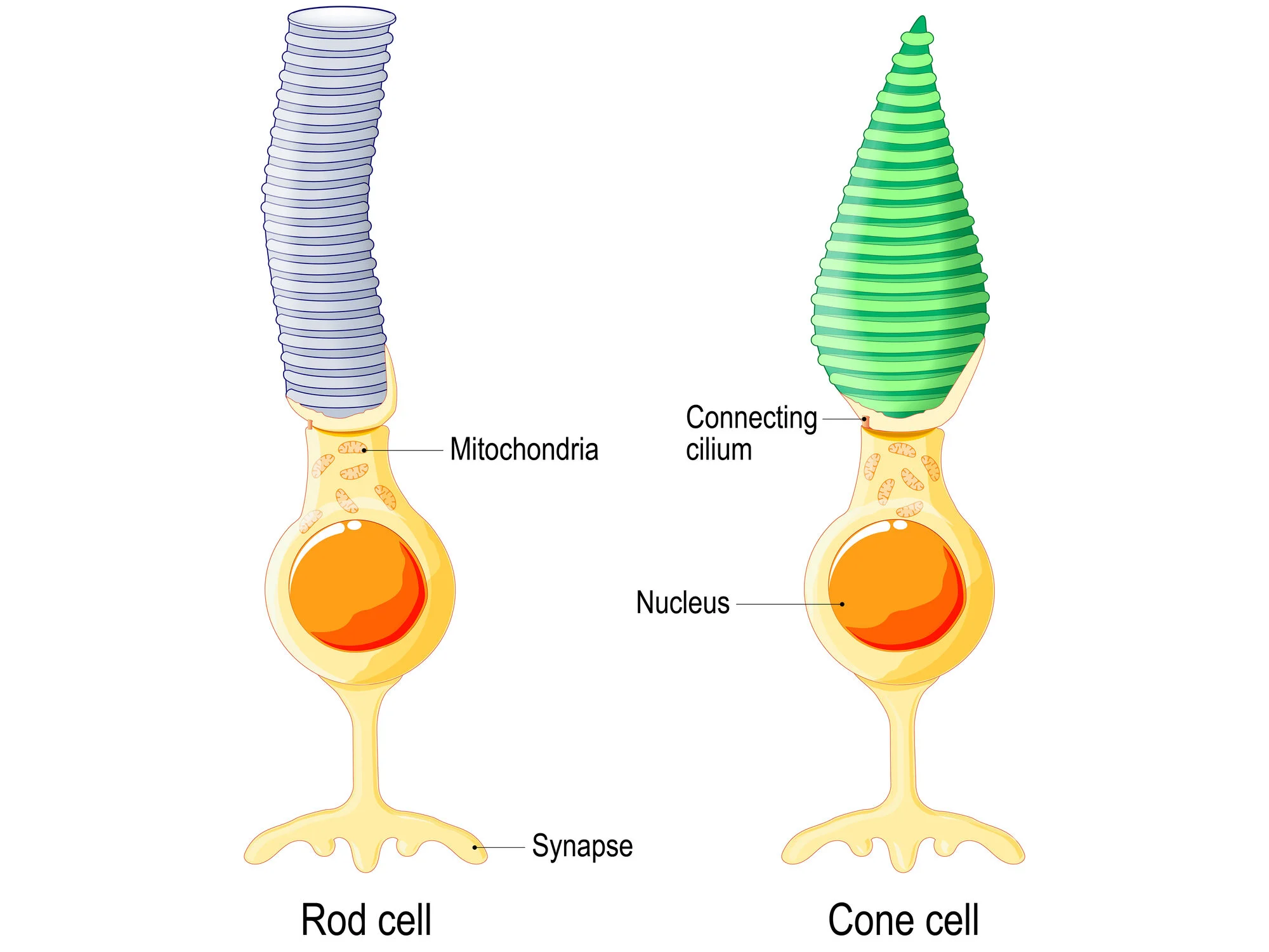 <ul><li><p>Deepest in the neural layer, adjacent to the pigmented layer.</p></li><li><p>Convert light into electrical impulses, pass to bipolar cells</p></li><li><p>2 types = rods and cones</p></li></ul><p></p>