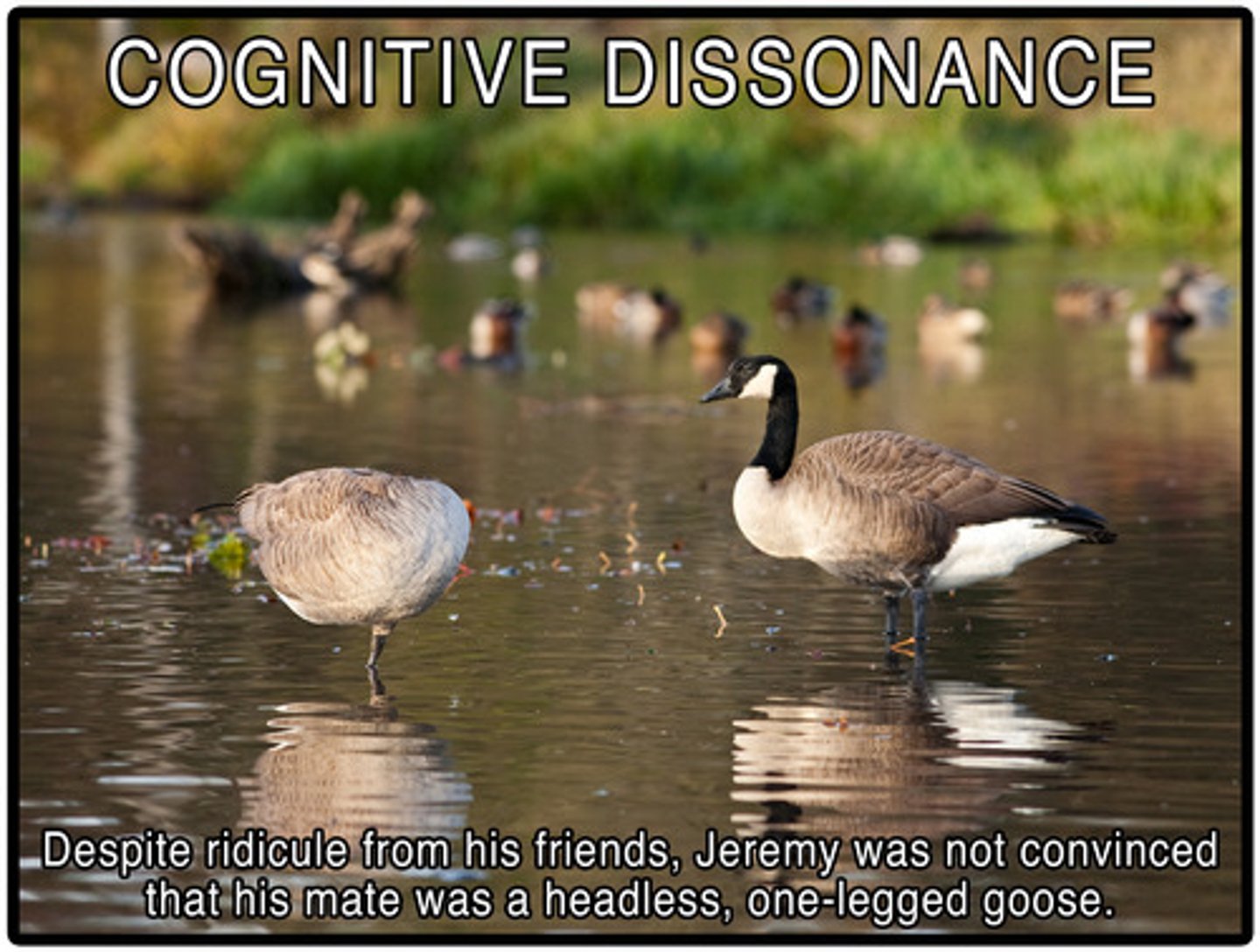 <p>I proposed the theory of cognitive dissonance, emphasizing the discomfort experienced when one's beliefs and behaviors are inconsistent.</p>