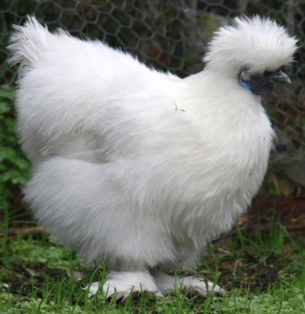 <ul><li><p>feathers do not latch together, looking like fur</p></li><li><p>was known as chinese silk chicken</p><ul><li><p>easy to handle and love to be cuddled </p><p></p></li></ul></li></ul><p></p>