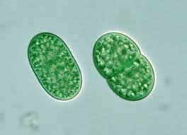 <p>type of pikoplankton</p>