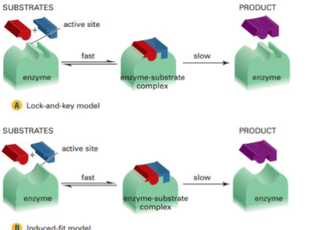 <p>Catalysts in biological processes. They are very large protein molecules (15 000 to 1000 000 g/mol)</p>