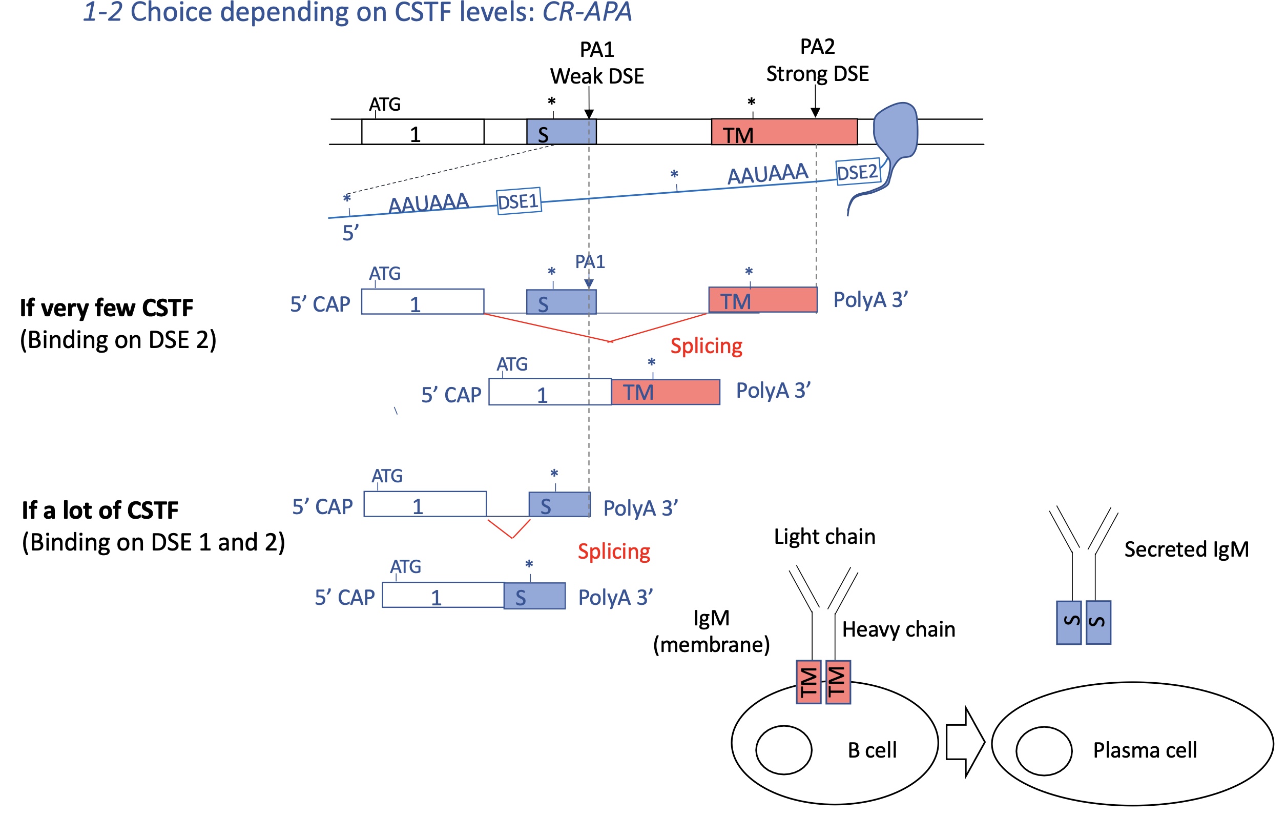 <p>CstF cleavage stimulator factor&nbsp;</p><p>DSE downstream stimulator element&nbsp;</p><p></p><p>few CstF :&nbsp;</p><ul><li><p>CstF binds to DSE to strong distal PA2</p></li><li><p>coding sequence between PA1 and PA2 excluded&nbsp;</p></li></ul><p>—&gt; Ig in the membrane of Bcell = BCR</p><p>lots of CstF :&nbsp;</p><ul><li><p>CstF binds to DSE of PA1 and PA2 —&gt; PA1 favoured&nbsp;</p></li><li><p>coding sequence between PA1 and PA2 spliced/included&nbsp;</p></li></ul><p>—&gt; secreted Ig from pasta cell&nbsp;</p><p>this can effect whether Ig will be transmembrane or cytoplasmic&nbsp;</p><p></p>