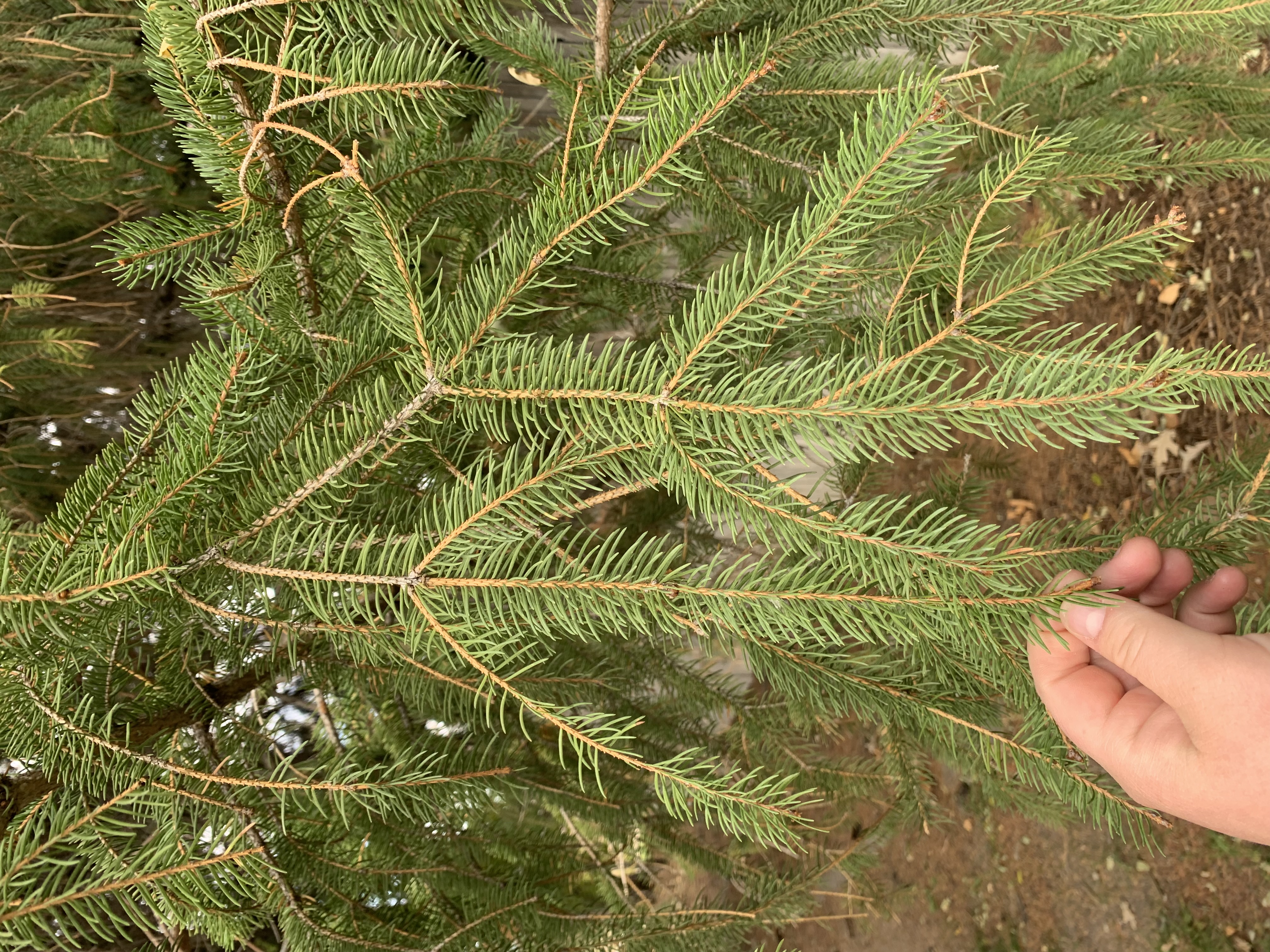 <p>zone 2</p><p>60’x30’</p><p>secondary growth is weepy, long cones, very green needles</p><p>large background</p>