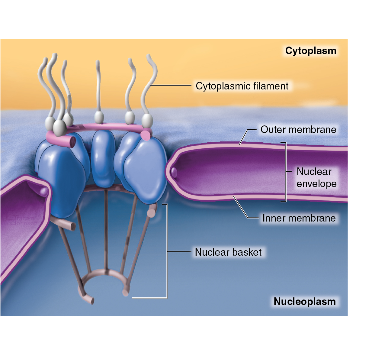 Nuclear Pore Complex (NPC)