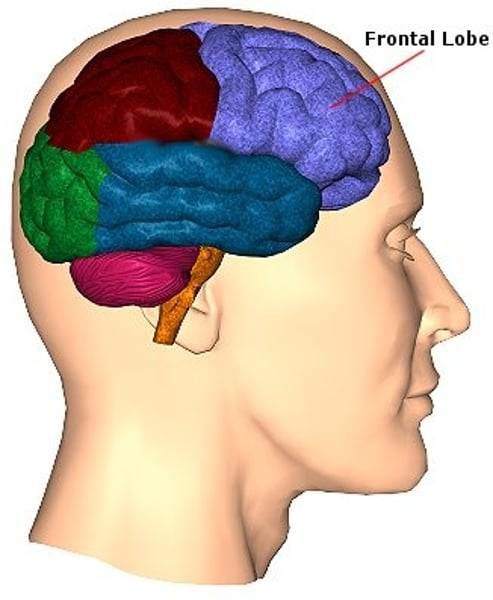 <p>the portion of the cerebral cortex lying just behind the forehead; involved in speaking and muscle movements and in making plans and judgements.</p>