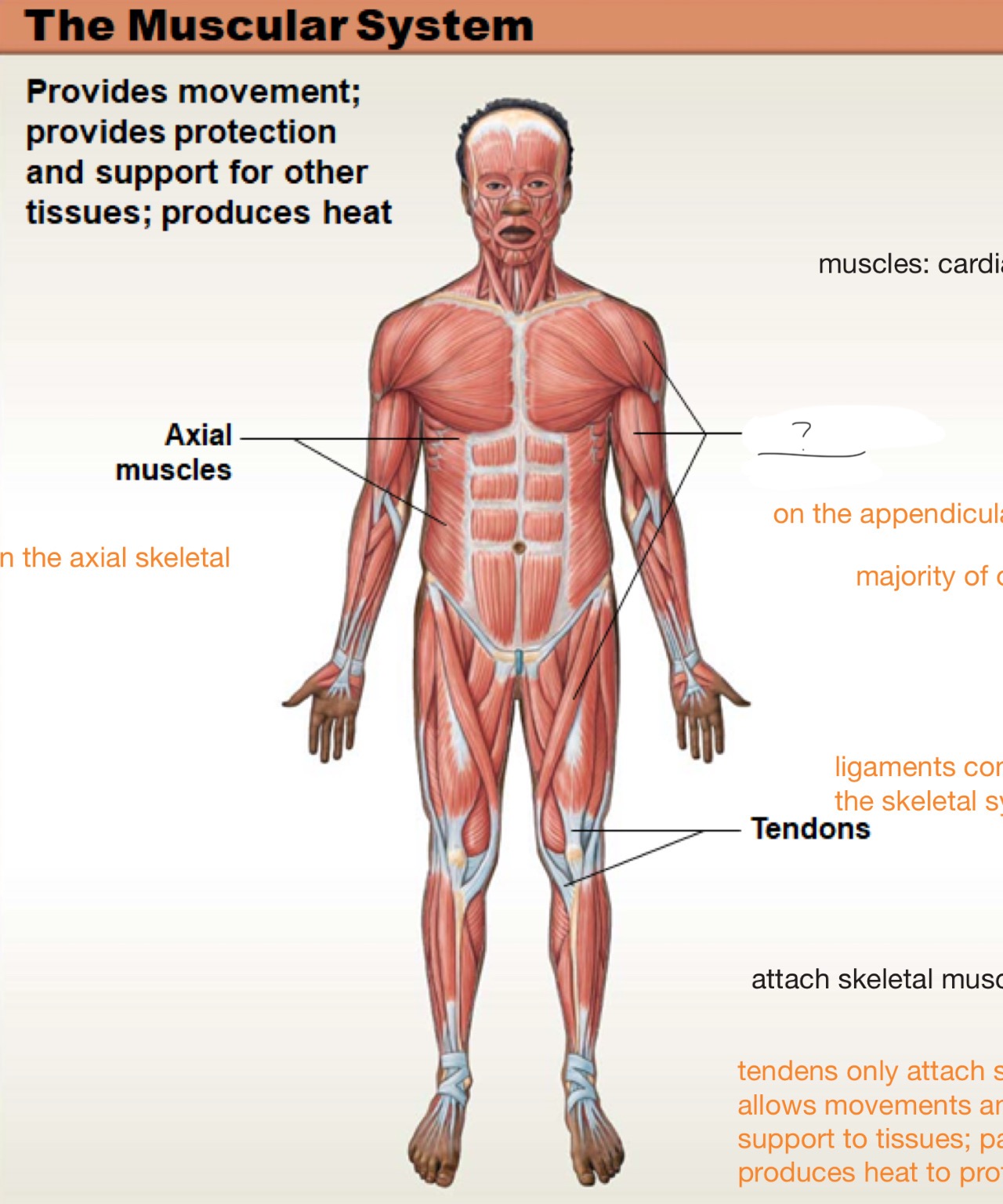 <p>on the appendicular skeleton</p>
