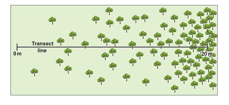 <p>Transect Sampling method </p>