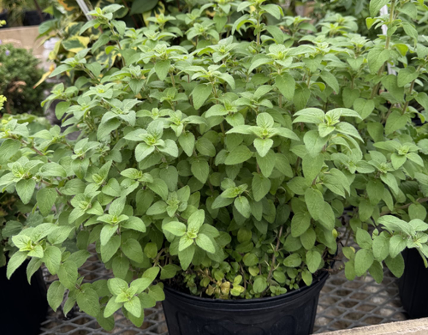 <p>What is the Latin name for this plant?</p>