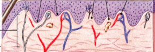 <p>of the dermis that contains blood vessels and sensory receptors. </p>