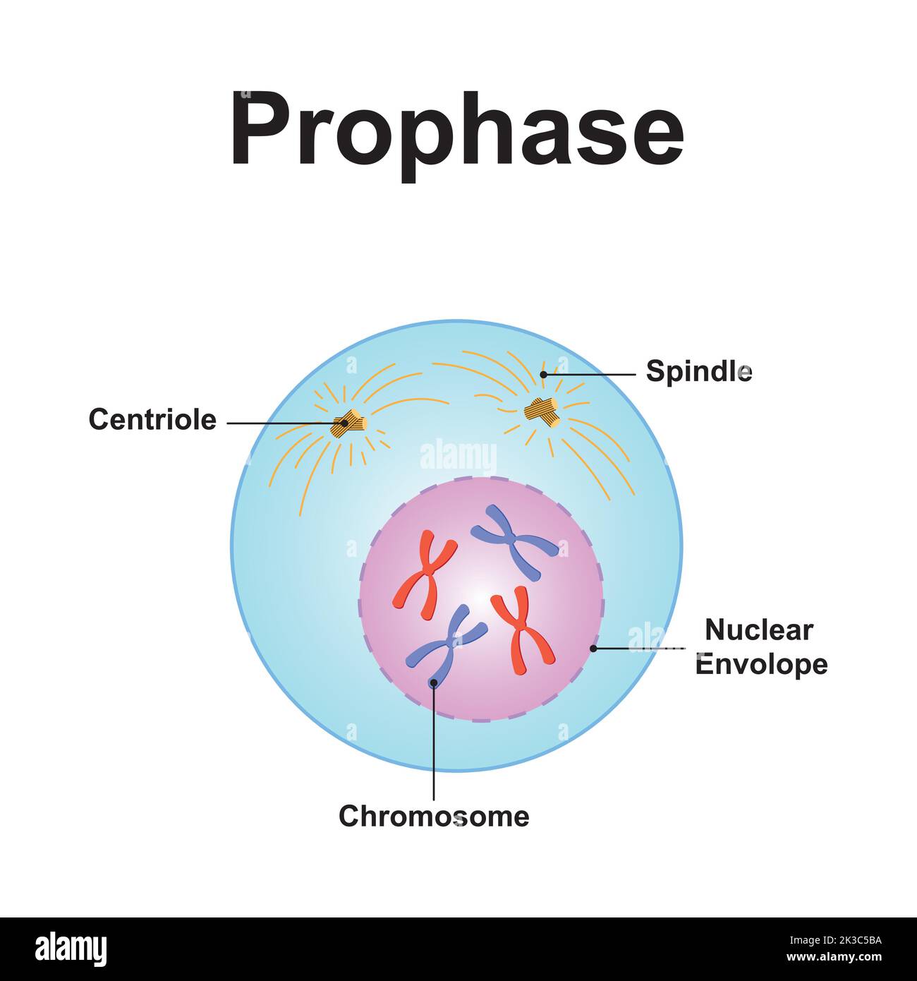 <p>Prophase: condenses chromosomes </p>