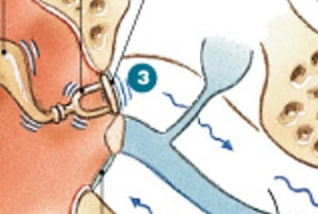 <p>Which step of hearing process is:</p><ul><li><p>Stapes at oval window establishes pressure waves</p></li></ul><p></p>