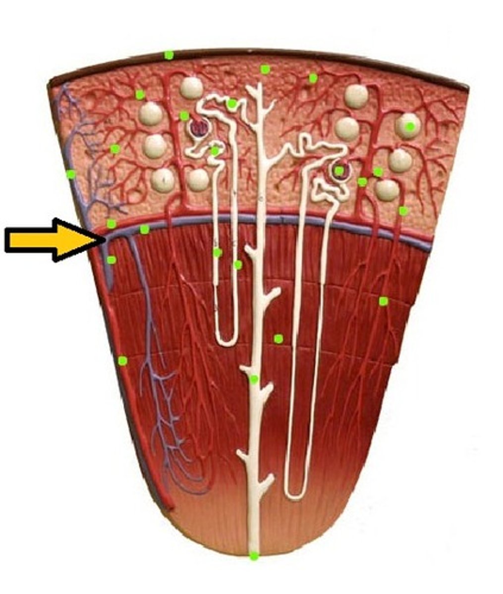 <p>arches over the renal pyramid (blue)</p>