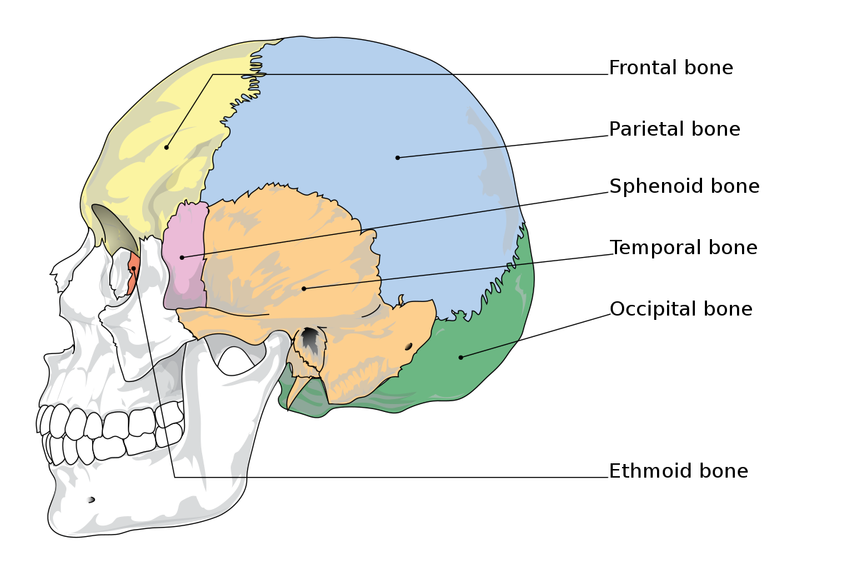 <p>ethmoid</p>