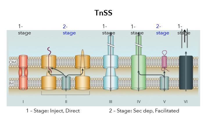 <p>1-Stage Systems; <strong>Sec Independent</strong>, tunnels to secrete/inject proteins directly from cytoplasm to cell exterior or into host cell (Type I, III, IV, VI)</p><p>2-Stage Systems; <strong>Sec dependent</strong>, rely on Sec or Tat for protein translocation to periplasm (Type II, V, IX)</p>