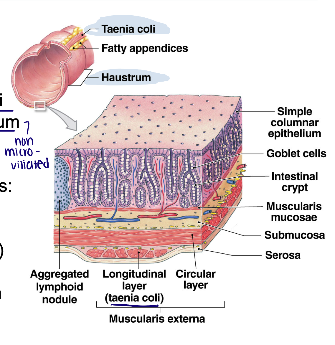 <ul><li><p>Surface of the colon:</p><ul><li><p>Smooth: no plicae, no villi</p></li><li><p>Simple columnar epithelium (non micro villiated)</p></li><li><p>Deep intestinal glands (crypts)</p><ul><li><p>Numerous goblet cells: mucus</p></li></ul></li></ul></li><li><p>Arranged into haustra (sacs)</p></li><li><p>Muscle layer reduced to think bands called taenia coli</p></li></ul><p></p>