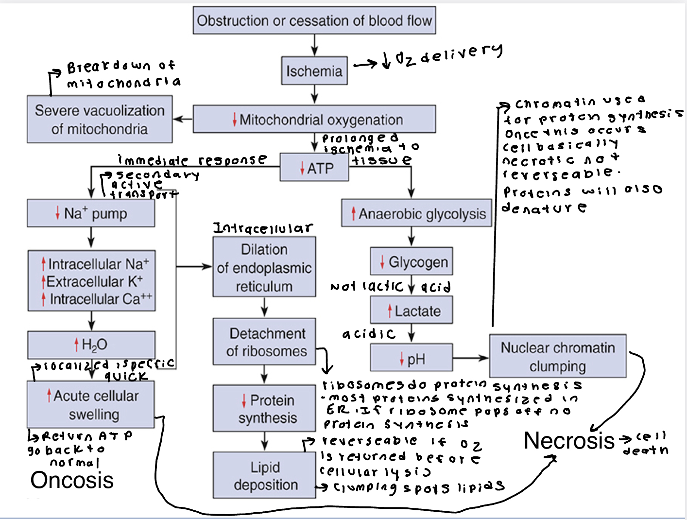 <p>Ischemic Stroke- blockage of blood flow, Immediate neuronal dysfunction. As this precedes oncosis continues swelling spread. Fix is to reopen the artery to try and reduce collateral damage. </p><p>Ischemic heart disease- heart muscle can die before heart attack. </p>