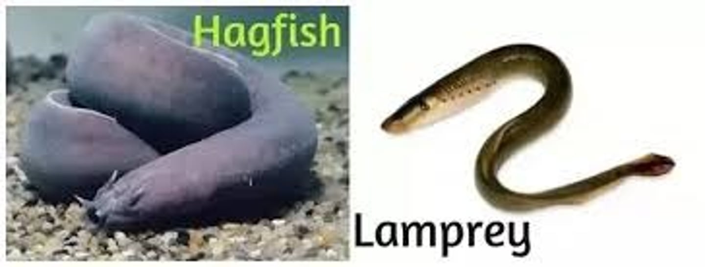 <p>jawless fish Class</p>