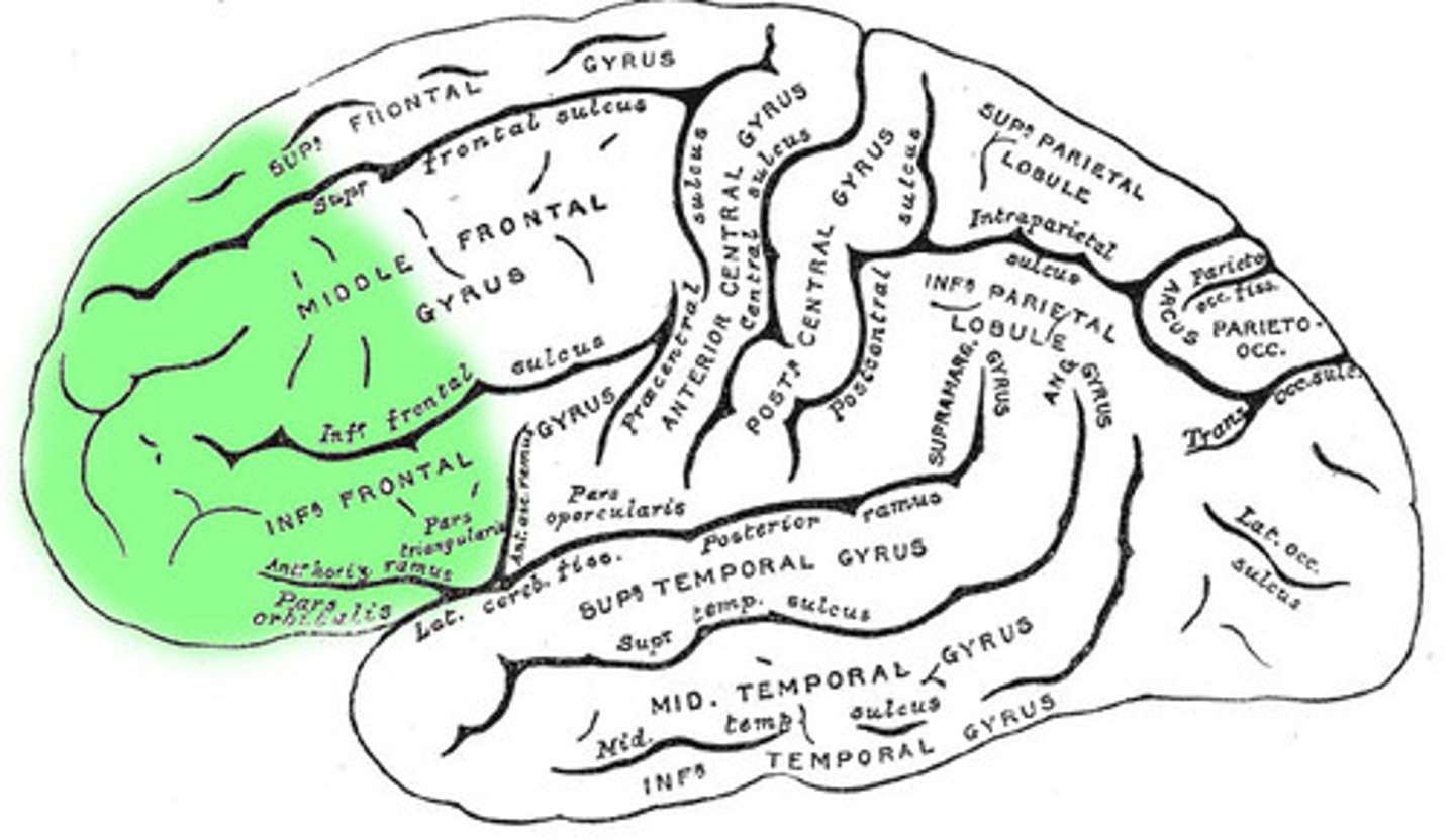<p>a set of mental skills that include working memory, flexible thinking, and self-control</p>