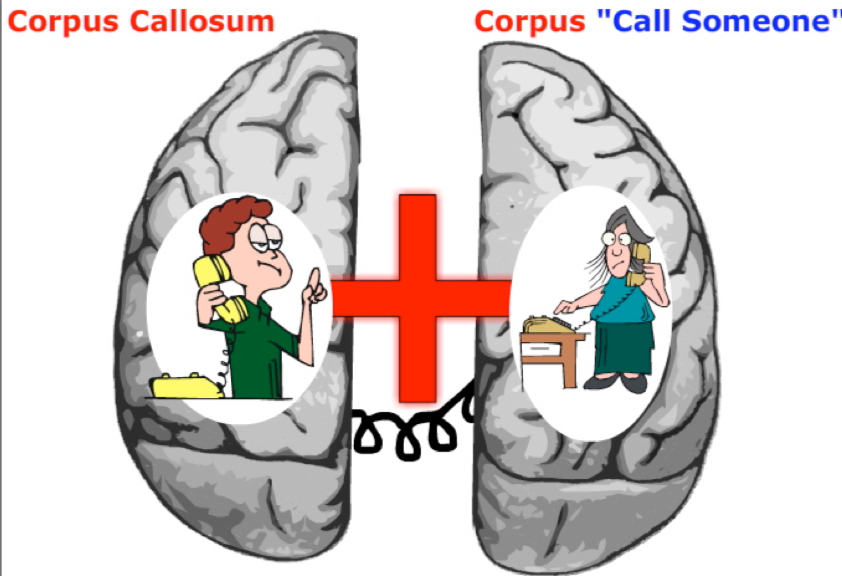 <p>connects the two hemispheres, and it is through the corpus callosum that the two hemispheres communicate.</p><p>Thus, the corPLUS CalloSUM and you could also picture “corpus CALL SOMEONE”.</p>