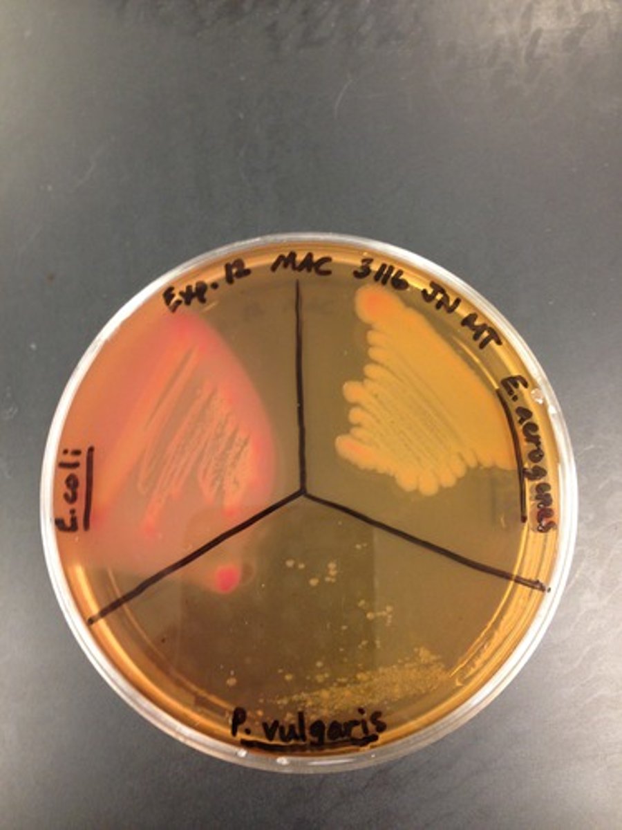 <p>medium contains bile salts and crystal violet which inhibits gram positive (Staphylococcus), thereby isolating gram negative enteric</p>