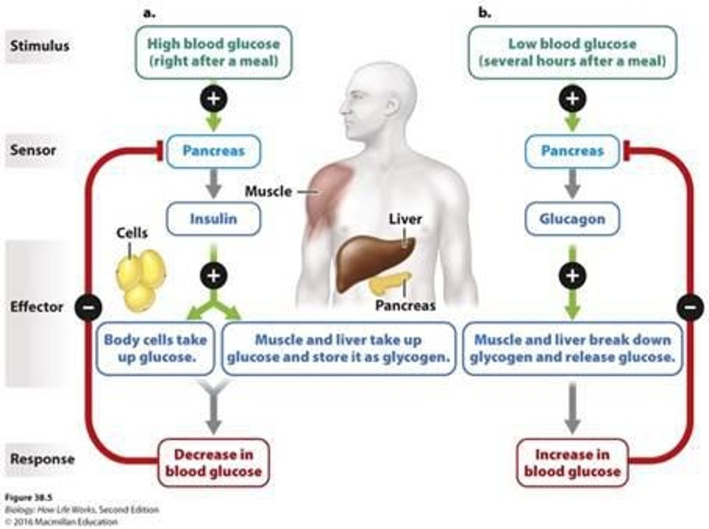 <p>Heart rate, blood pressure, blood sugar, blood pH, and other concentrations.</p>