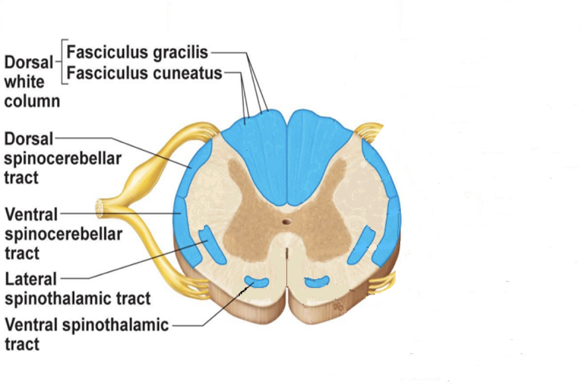 <p><strong>Fasciculus gracilis:</strong></p><p class="p1">Proprioceptive information from pelvic limbs</p><p class="p2"></p><p><strong>Fasciculus cuneatus:</strong></p><p class="p1">Proprioceptive information from thoracic limbs</p><p class="p2"></p><p><strong>Dorsal and ventral Spinocerebellar tracts :</strong></p><p class="p1">Information to cerebellum for coordination</p><p class="p2"></p><p><strong>Spinothalamic tracts:</strong></p><p class="p1">Information to thalamus about pain, itch, touch and temperature</p>