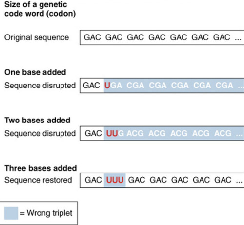 <p>A codon of three nucleotides in the reading frame determines the amino acid that&apos;s added to the polypeptide chain. -If 1 or 2 base pairs are added, the reading frame will be messed up. -If 3 base pairs are added, what will happen?</p>
