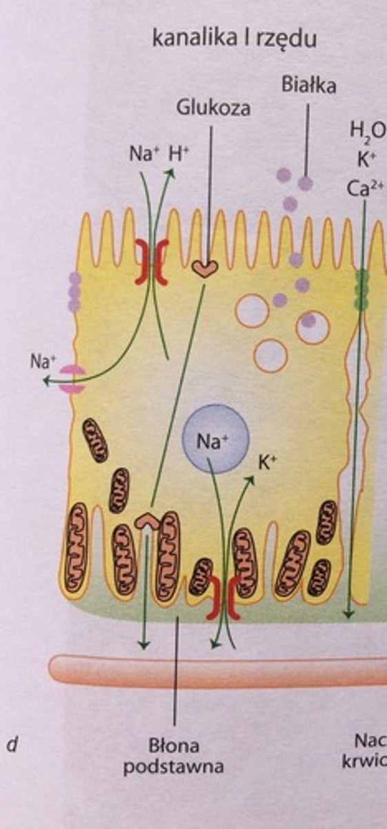 <p>składa się z cz. krętej (w korze nerkowej) i cz. prostej (w rdzeniu). Jest wysłany nabłonkiem jednowarstwowym sześciennym. Komórki zawierają liczne mitochondria. Sąsiednie komórki są połączone obwódkami zamykającymi typu occludens, składającymi się z okludyny i klaudyny. Białka te selektywnie przepuszczają Ca2+, Mg2+, K+, wodę - transport parakomórkowy. </p><p>Nabłonek kanalika absorbuje glukozę w całości z użyciem GLUT2. Absorbuje też aminokwasy, Na+, Cl-, K+. Jony są transportowane z użyciem energii i pomp antyportalnych Na+/H+ oraz pomp antyportalnych Na+/K+. </p><p>Pompowanie do komórki Na+ zależy od anhydrazy węglanowej, enzym ten występuje w nabłonku. Kiedy H+ wydostaje się&nbsp;do światła kanalika, łączy się z HCO3- z moczu pierwotnego, powstaje H2CO3. Przy udziale anhydrazy węglanowej powstaje H2O i CO2, które absorbuje komórka. Anhydraza węglanowa odpowiada za reabsorbcje dwuwęglanu. Inhibitory anhydrazy węglanowej hamują reabsorpcję Na+ i zwiększają diurezę. </p><p>Mocznik, kwas moczowy, kreatynina są w kanaliku I rzędu reabsorbowane w 40%.</p><p>W błonie nabłonka znajdują się kompleksy białkowe - URAT1 wypompowujące kwas moczowy z moczu do krwi. </p><p>W cytoplazmie kom. nabłonkowych kanalika I rzędu znajdują się pęcherzyki endocytarne, lizosomów. Cytoplazma komórek wykazuje aktywność fosfatazy alkalicznej. </p>