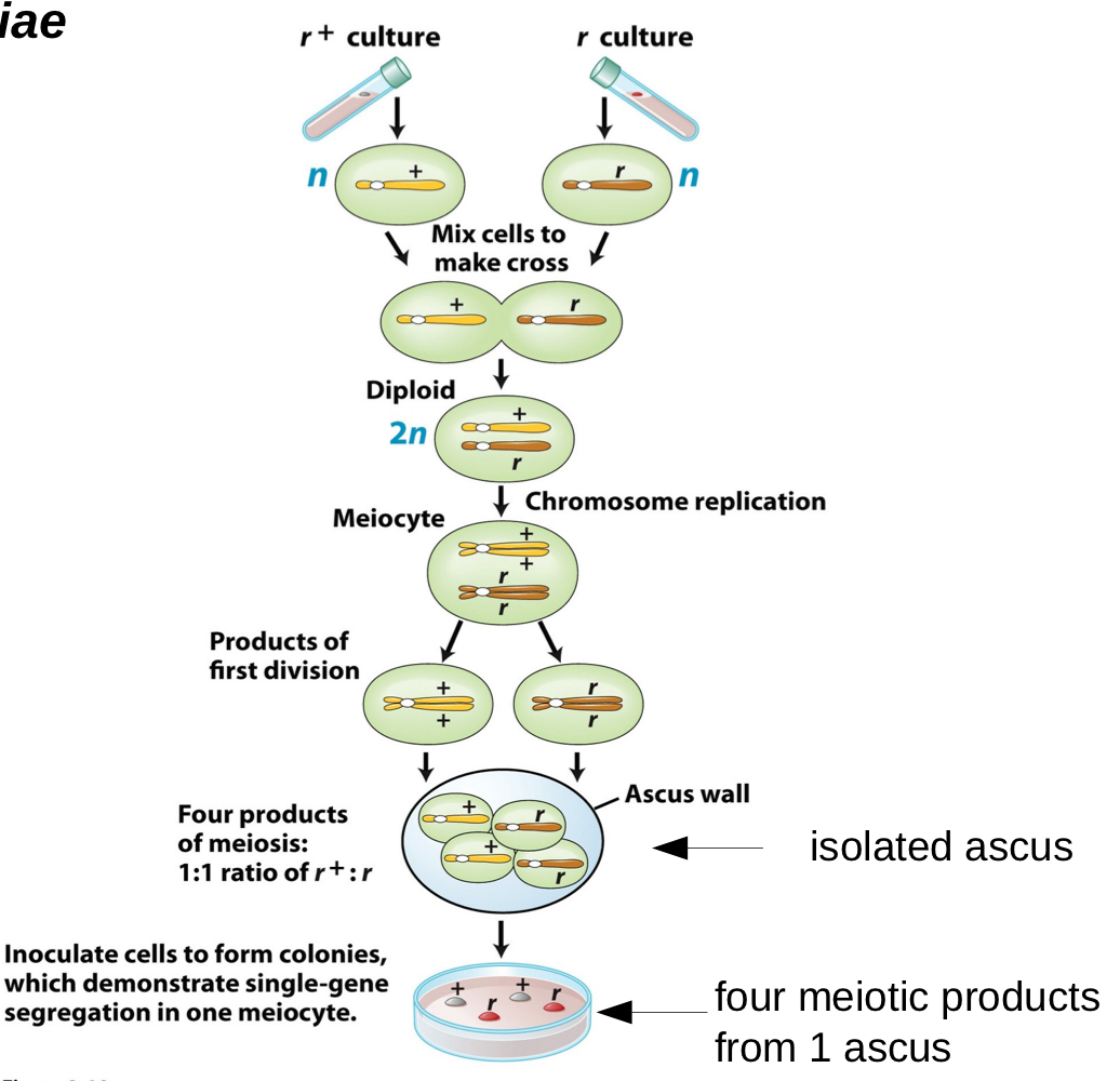 * only occurs when two haploids unite to form a transient diploid meiocyte
* yeast example: 
  * meiocyte formed by the union of a haploid cell of a mutant, *r*, and a haploid cell of wild type *r+* 
    * transient diploid meiocyte is a heterozygote r+/r 
    * the four haploid cells produced are 1/2 r and 1/2 r+
  * the four haploid nuclear products representing the meiotic tetrad remain together enclosed in a membranous sac
  * called an **ascus** in yeast