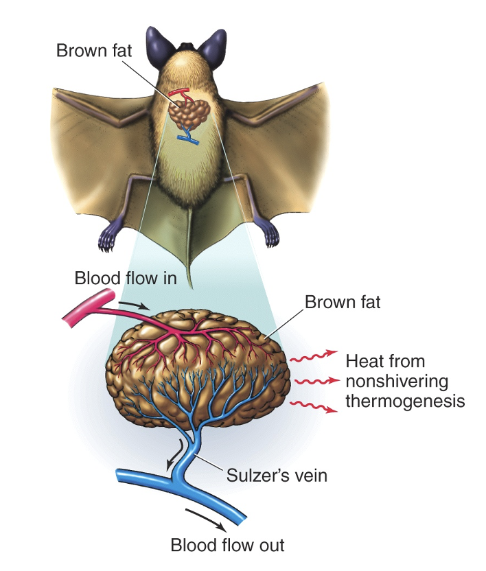 <p>Endothermy in Cold Enviornments</p>