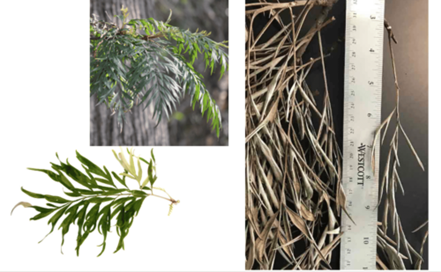 <p>1'. Angiosperms</p><p>----------------</p><p>10. Leaves compound</p><p>----------------</p><p>11'. Leaves pinnately compound</p><p>----------------</p><p>13. Leaves twice-pinnately compound</p><p>----------------</p><p>14'. leaves alternate</p><p>----------------</p><p>15. Leaf feathery or fern-like</p><p>----------------</p><p>16'. Leaves smaller, 6-12 inches long, with greyish white or rusty undersides, primary leaflets often not completely divided into secondary leaflets</p>