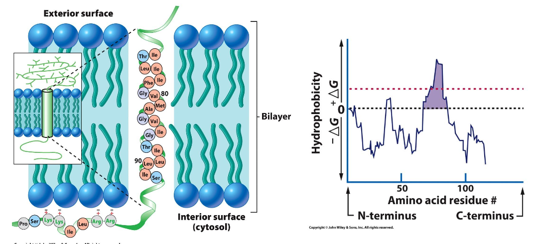 Glycophorin A, an integral protein with a single transmembrane domain with a Gly-X-X-X-Gly sequence. <br />Hydropathy plot for glycophorin A demonstrates a single pass domain. 