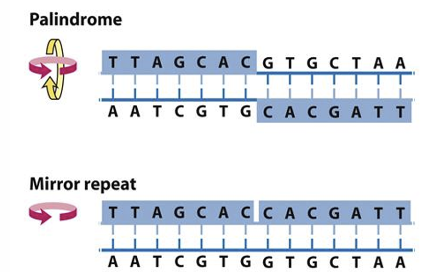 <p>Son aquellas regiones del DNA donde la secuencia es la misma en ambas hebras y con una simetria rotacional de 180° alrededor del palindromo</p>