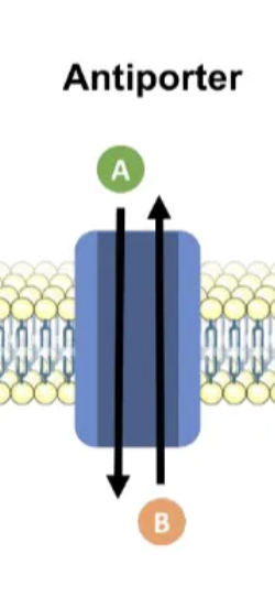 <p>carrier protein, 2 molecules in opposite directions</p>