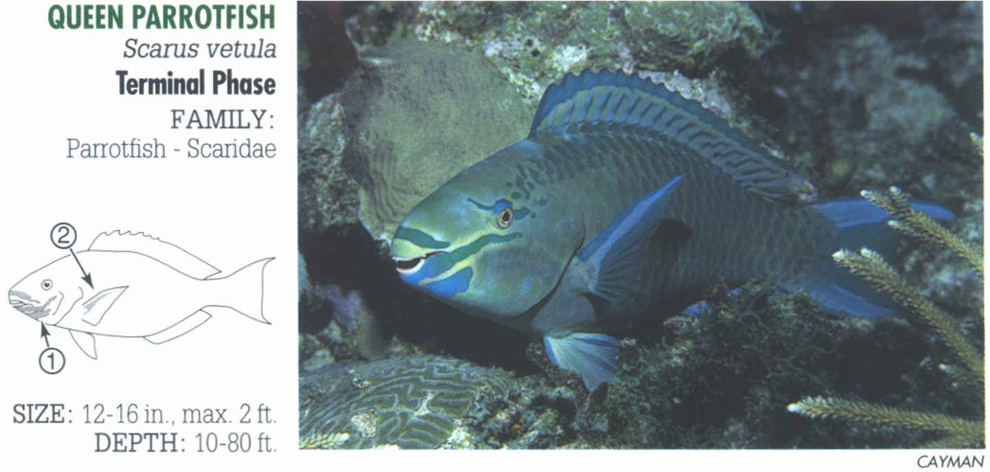 <p><span>TP: 1. Dramatic blue to green markings around mouth. 2. Light bar on pectoral fin.</span></p>