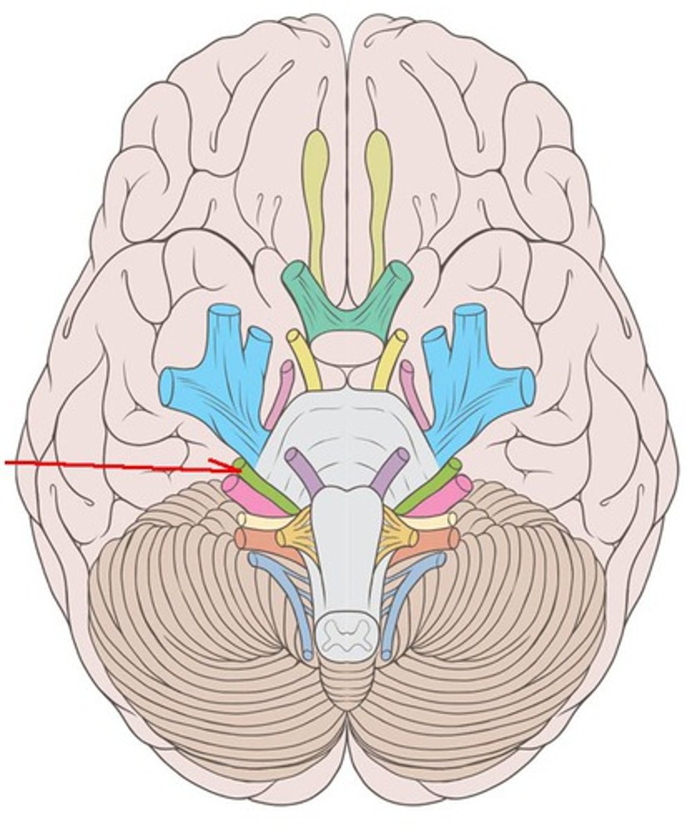 <p>Facial nerve: taste (anterior 2/3 of tongue), muscles of facial expression, innervation of most salivary glands. Both. Emerge near junction of pons and medulla lateral to emergence of abducens nerves. exit at internal acoustic meatus and stylomastoid foramen.</p>