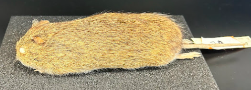 <p>Common Name?</p><p>Family?</p><p>scientific name?</p>
