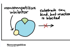 <ul><li><p>Binds to site other than active site (allosteric site)</p><ul><li><p>This causes conformational change that disrupts enzyme function even though substrate still binds</p></li></ul></li></ul><p></p>