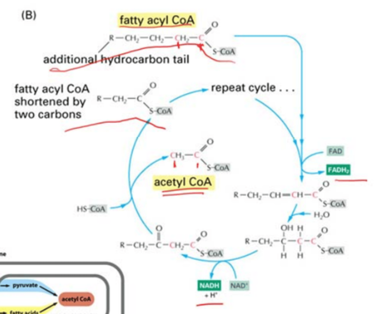 <p>-reaction that converts fatty acids to acetyl CoA to enter the citric acid cycle by continuously breaking off carbons<br>-each cycle yields 1 NADH2, 1 NAD+, and acetyl CoA</p>