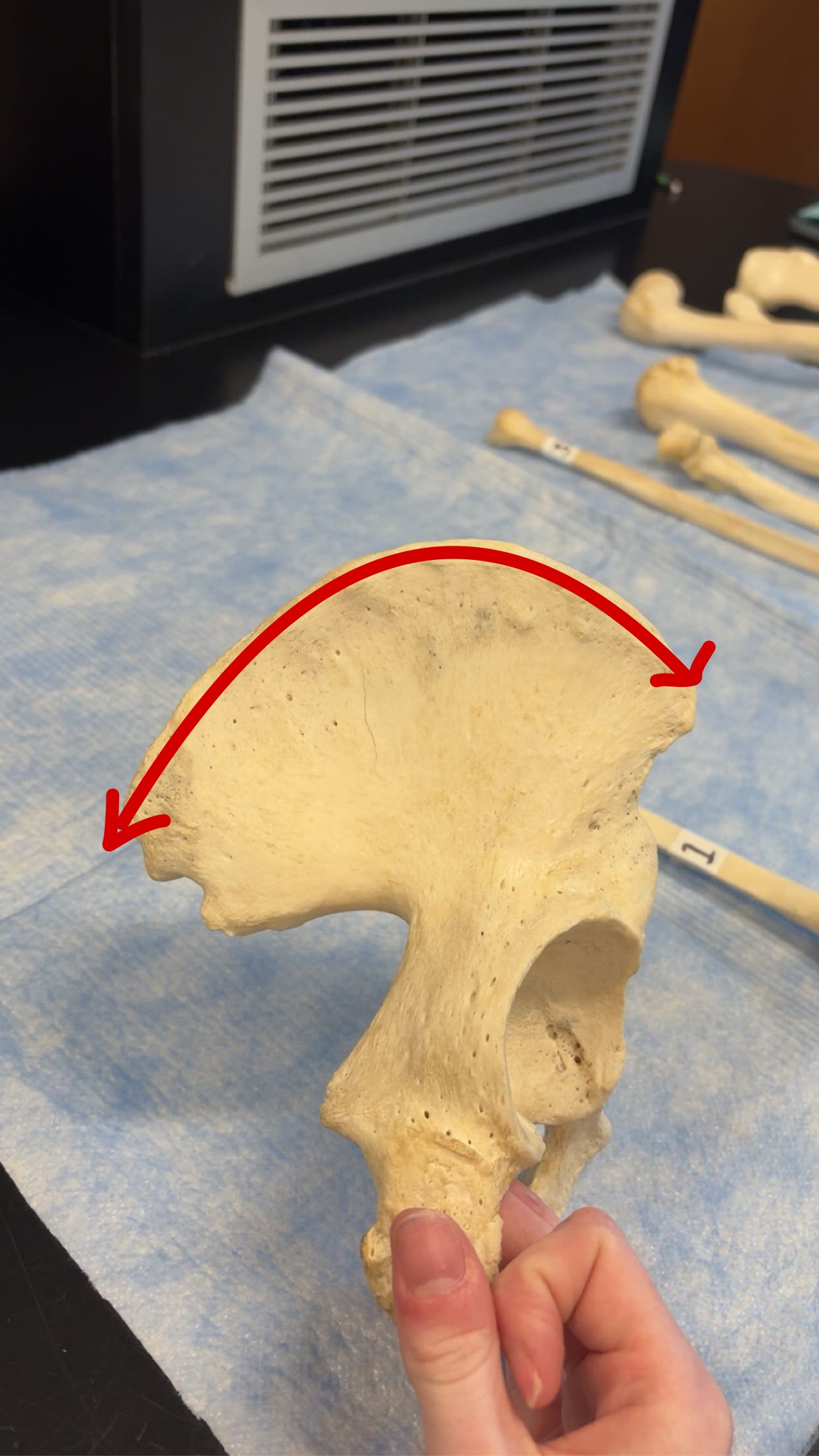 <p>Name this structure</p>