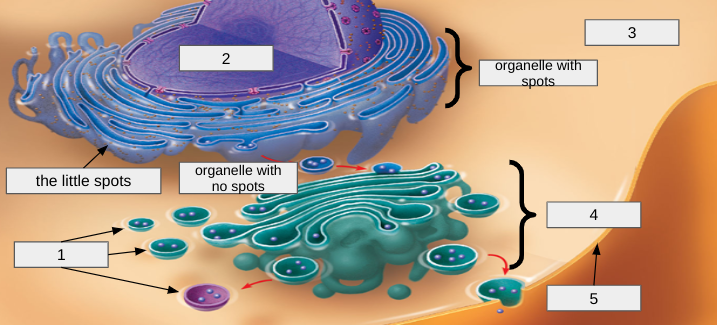 <p>What is the name of the organelle with spots?</p>