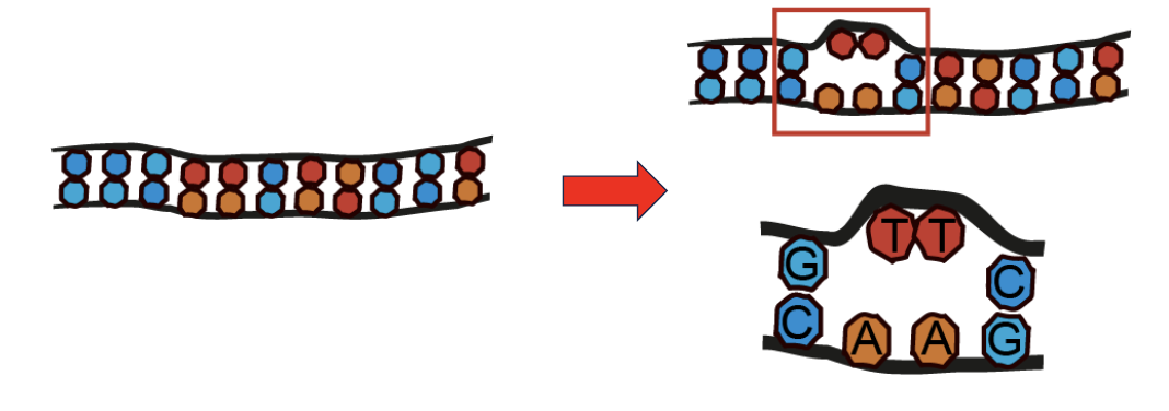 <p>modifications so big that they can change the regular double-stranded structure of DNA&nbsp;</p><ul><li><p>often caused by photon of UV light</p></li><li><p>These lesions disrupt the normal double helix structure, blocking DNA replication and transcription</p></li><li><p>Often repaired by a system called nucleotide excision repair (NER)</p></li></ul><p></p>